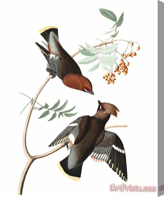 John James Audubon Bohemian Chatterer Stretched Canvas Print / Canvas Art