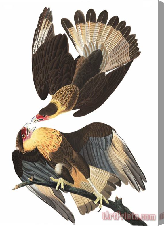 John James Audubon Brasilian Caracara Eagle Stretched Canvas Print / Canvas Art