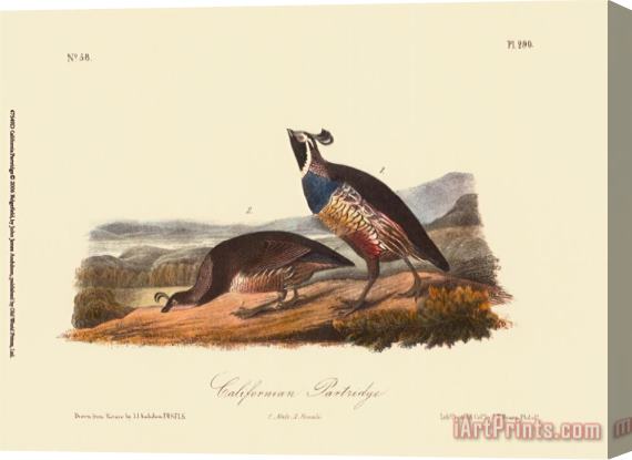 John James Audubon California Partridge Stretched Canvas Print / Canvas Art
