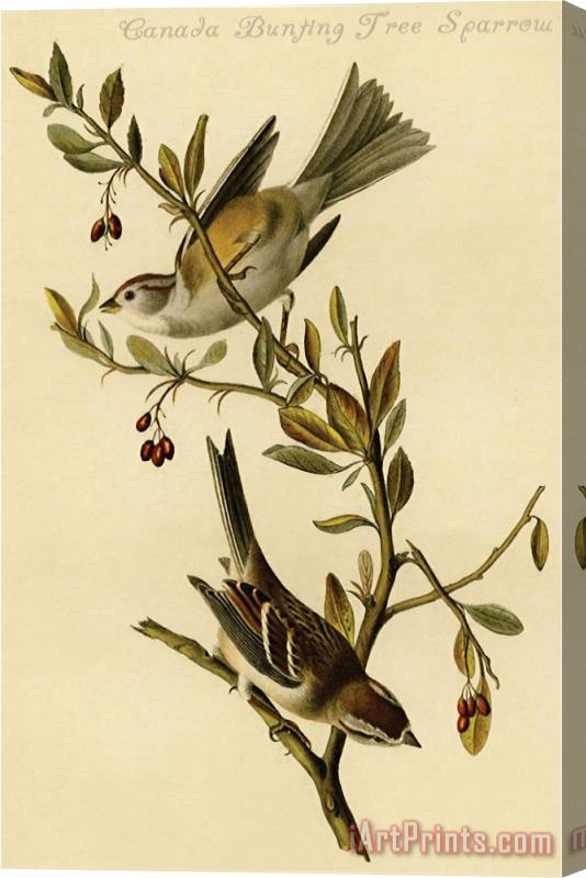 John James Audubon Canada Bunting Tree Sparrow Stretched Canvas Print / Canvas Art