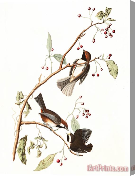 John James Audubon Canadian Titmouse Stretched Canvas Print / Canvas Art
