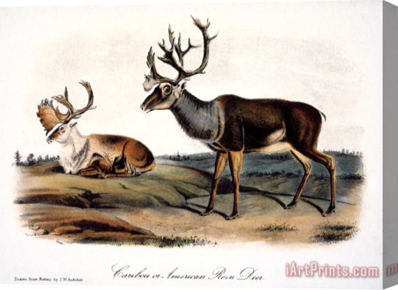 John James Audubon Caribou Rangifer Caribou Stretched Canvas Print / Canvas Art