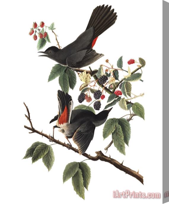 John James Audubon Cat Bird Stretched Canvas Print / Canvas Art