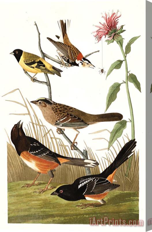 John James Audubon Chestnut Coloured Finch, Black Headed Siskin, Black Crown Bunting, Arctic Ground Finch Stretched Canvas Print / Canvas Art