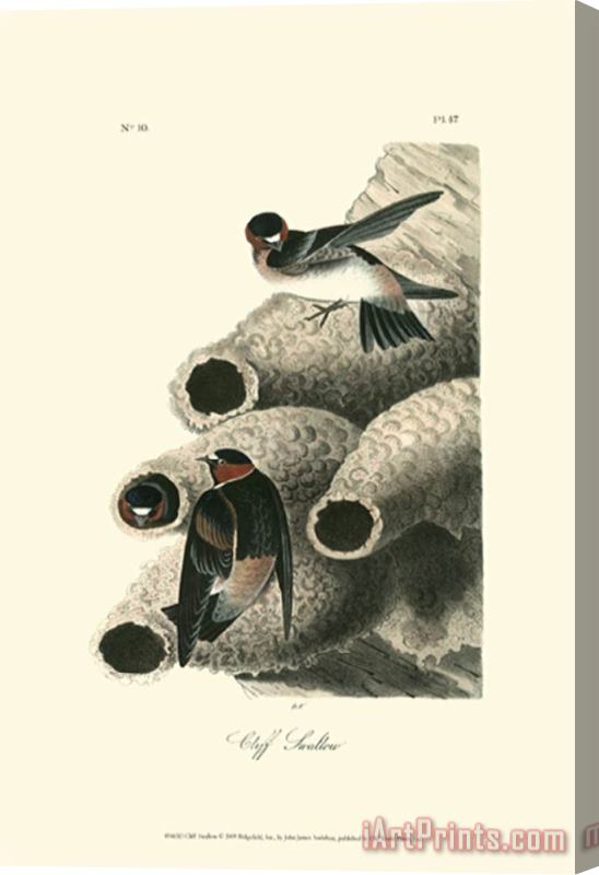 John James Audubon Cliff Swallow Stretched Canvas Print / Canvas Art