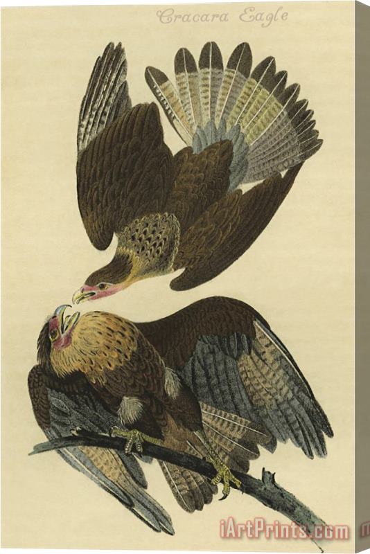 John James Audubon Cracara Eagle Stretched Canvas Print / Canvas Art