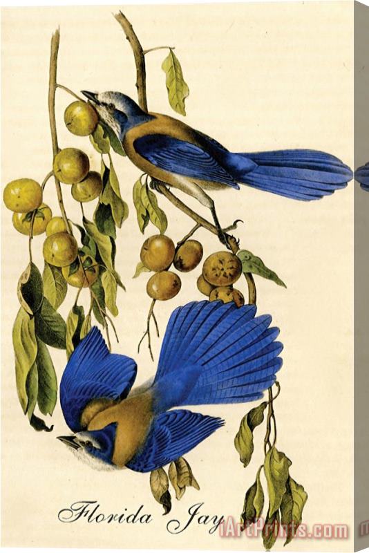 John James Audubon Florida Jay Stretched Canvas Painting / Canvas Art