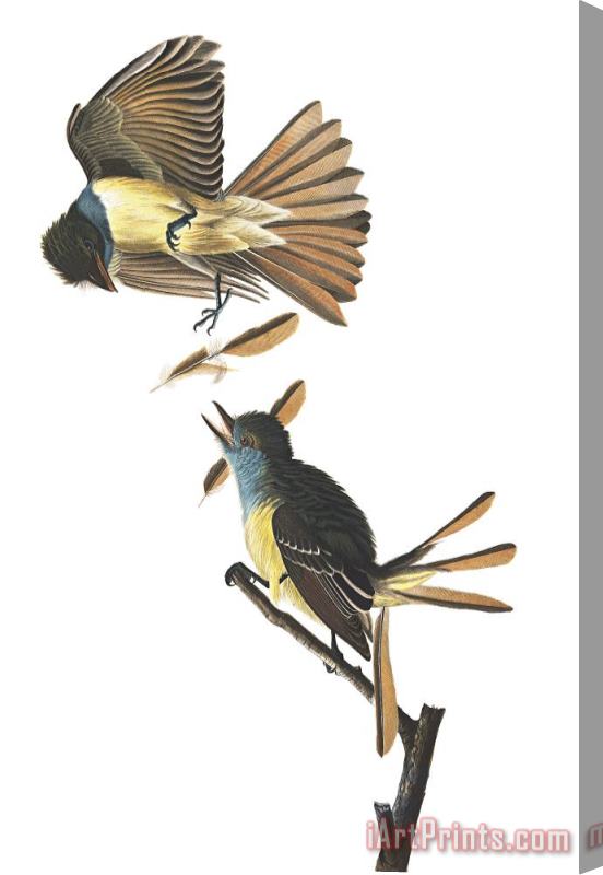 John James Audubon Great Crested Flycatcher Stretched Canvas Print / Canvas Art