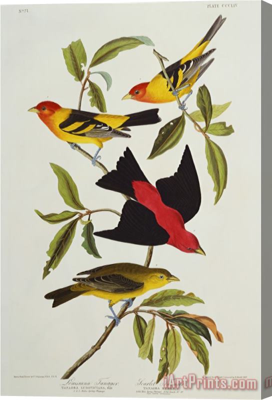 John James Audubon Louisiana Scarlet Tanager Tanagra Ludoviciana Rubra Plate Cccliv From The Birds of America Stretched Canvas Painting / Canvas Art