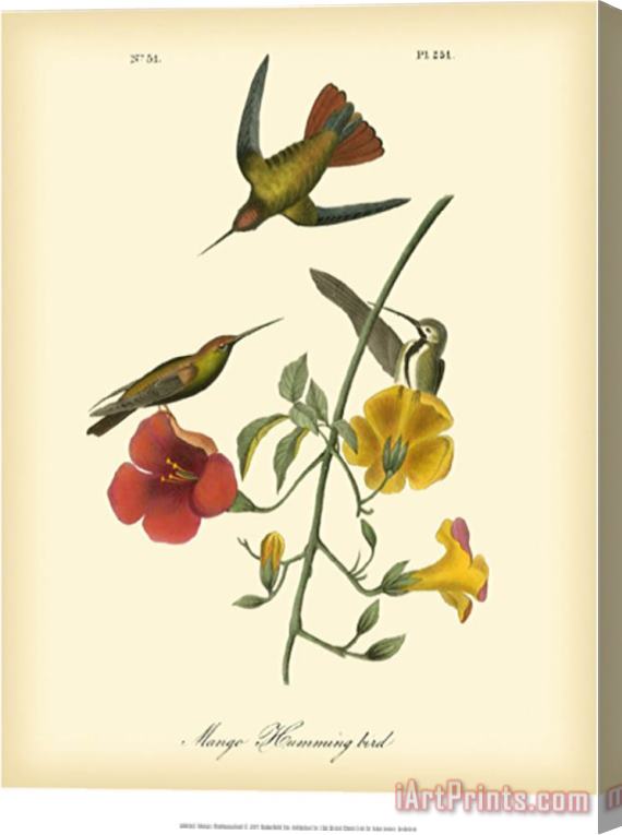 John James Audubon Mango Hummingbird Stretched Canvas Painting / Canvas Art
