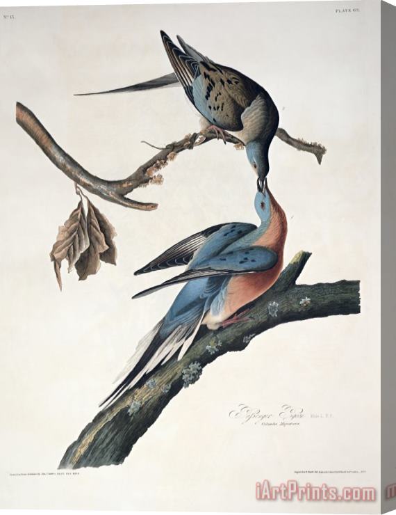 John James Audubon Passenger Pigeon Stretched Canvas Painting / Canvas Art