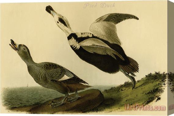 John James Audubon Pied Duck Stretched Canvas Print / Canvas Art