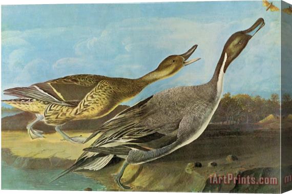 John James Audubon Pintail Stretched Canvas Print / Canvas Art