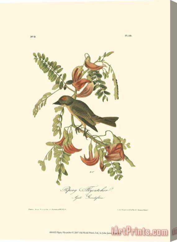 John James Audubon Pipiry Flycatcher Stretched Canvas Print / Canvas Art