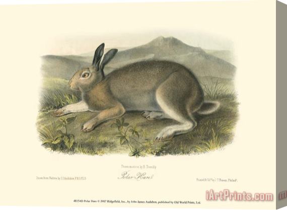 John James Audubon Polar Hare Stretched Canvas Print / Canvas Art