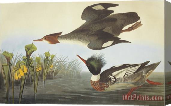 John James Audubon Red Breasted Merganser Stretched Canvas Print / Canvas Art