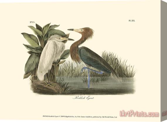 John James Audubon Reddish Egret Stretched Canvas Print / Canvas Art