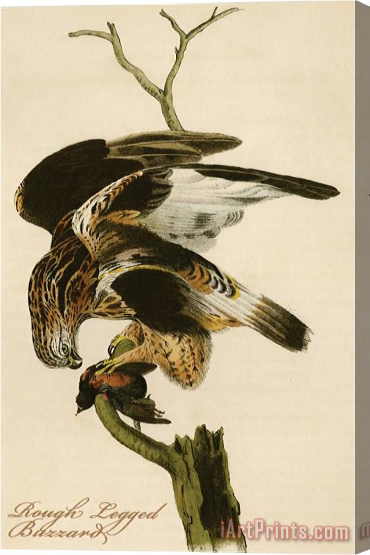 John James Audubon Rough Legged Buzzard Stretched Canvas Print / Canvas Art