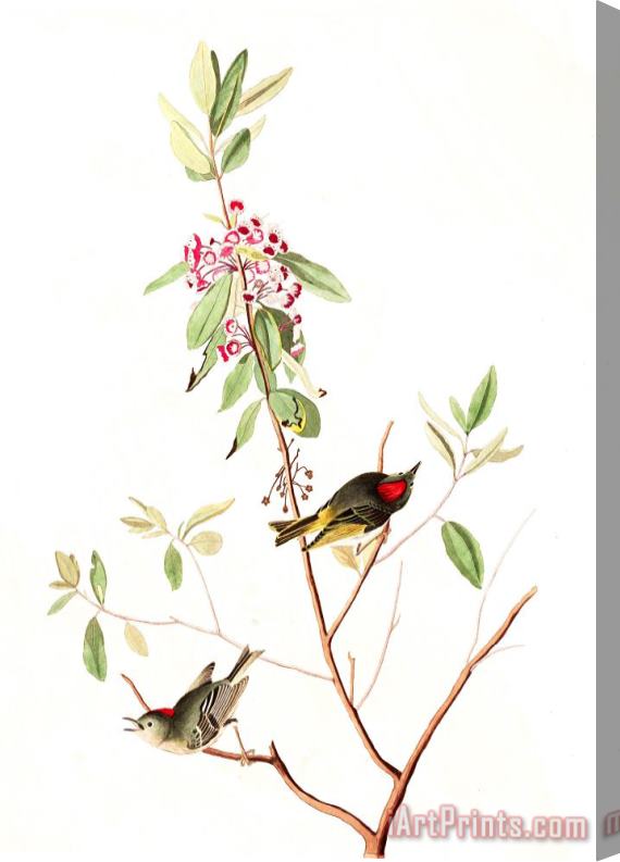 John James Audubon Ruby Crowned Wren Stretched Canvas Print / Canvas Art