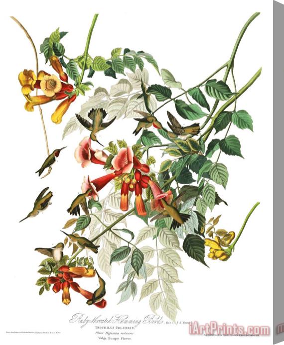 John James Audubon Ruby Throated Humming Bird Stretched Canvas Print / Canvas Art