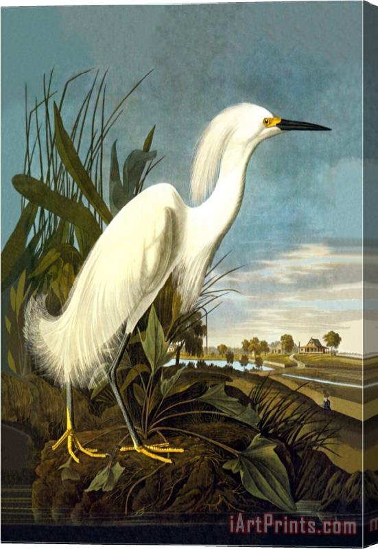John James Audubon Snowy Egret Stretched Canvas Print / Canvas Art