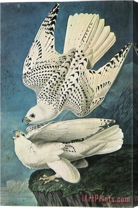 John James Audubon Southern Caracara Stretched Canvas Print / Canvas Art