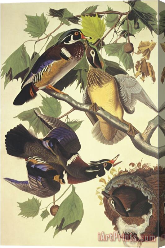 John James Audubon Summer Or Wood Duck Stretched Canvas Print / Canvas Art