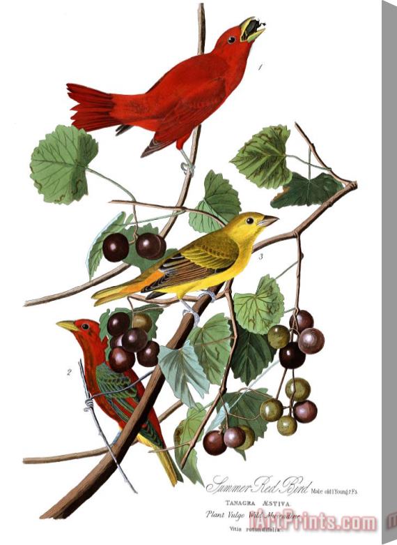John James Audubon Summer Red Bird Stretched Canvas Print / Canvas Art