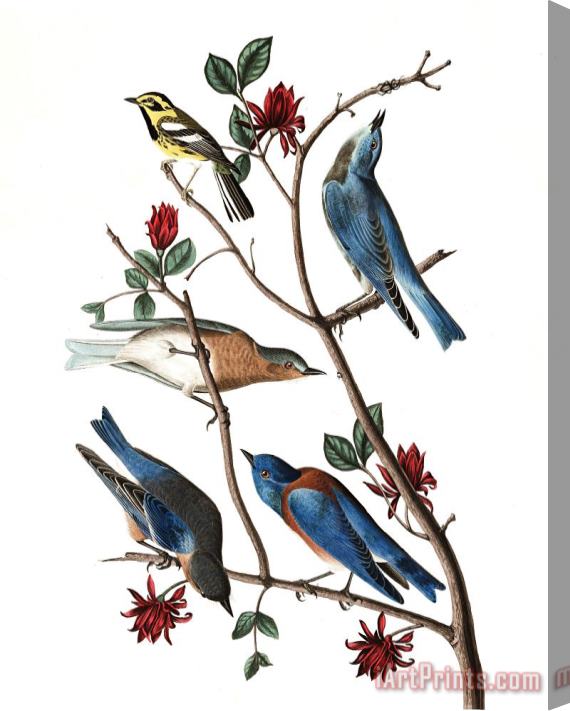 John James Audubon Townsend's Warbler, Arctic Blue Bird, Western Blue Bird Stretched Canvas Print / Canvas Art