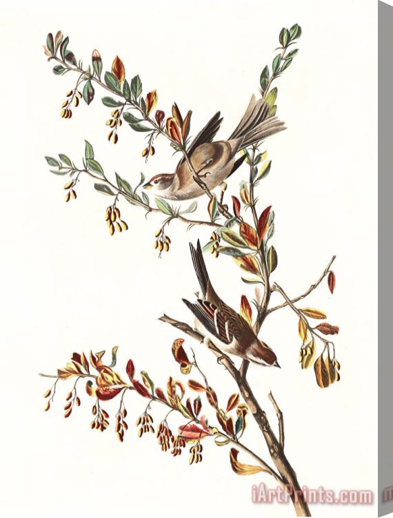 John James Audubon Tree Sparrow Stretched Canvas Print / Canvas Art