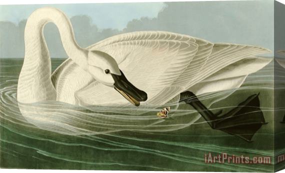 John James Audubon Trumpeter Swan Stretched Canvas Painting / Canvas Art