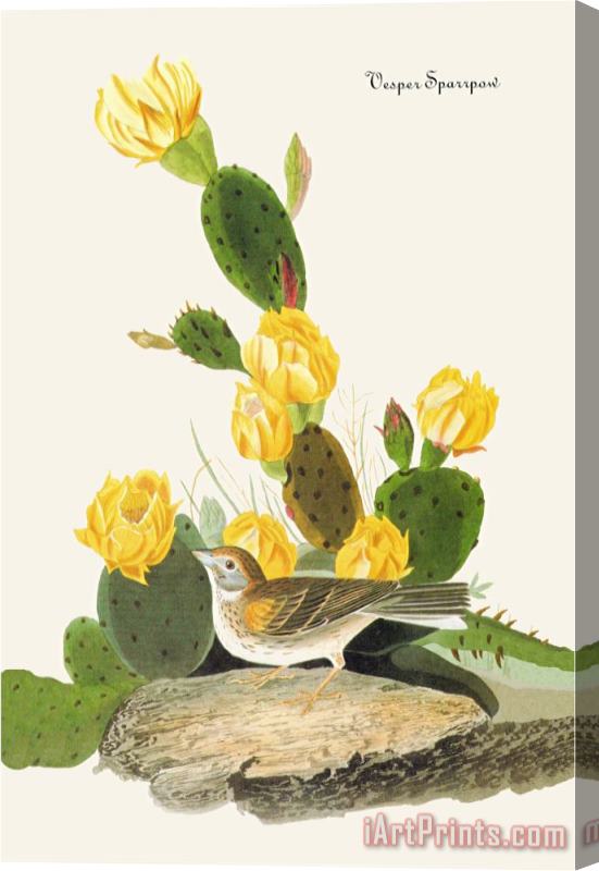 John James Audubon Vesper Sparrow Stretched Canvas Print / Canvas Art