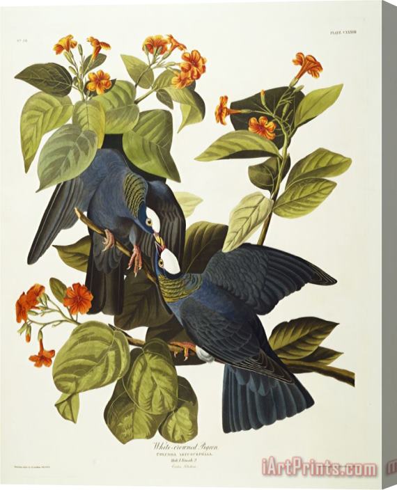 John James Audubon White Crowned Pigeon Columba Leucocephala Plate Clxxvii From The Birds of America Stretched Canvas Print / Canvas Art