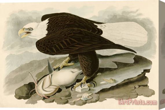 John James Audubon White Headed Eagle Stretched Canvas Print / Canvas Art