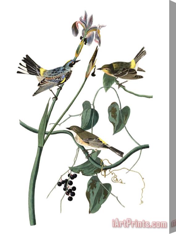 John James Audubon Yellow Crown Warbler Stretched Canvas Print / Canvas Art