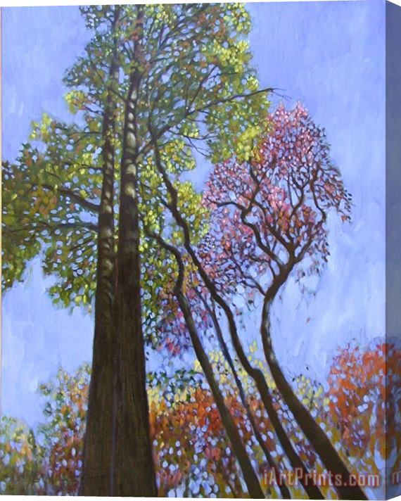 John Lautermilch Sunlight On Upper Branches Stretched Canvas Painting / Canvas Art