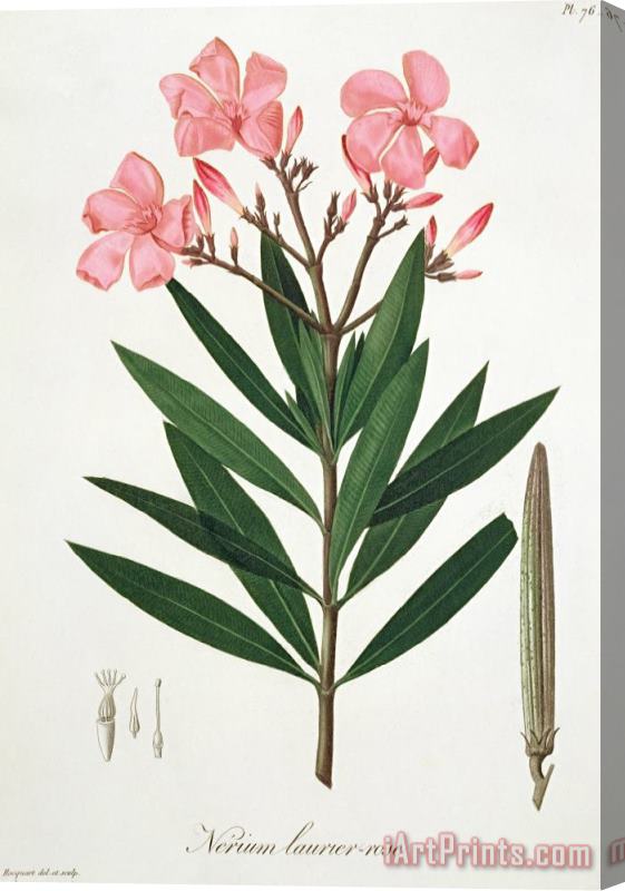 L F J Hoquart Oleander From 'phytographie Medicale' By Joseph Roques Stretched Canvas Print / Canvas Art
