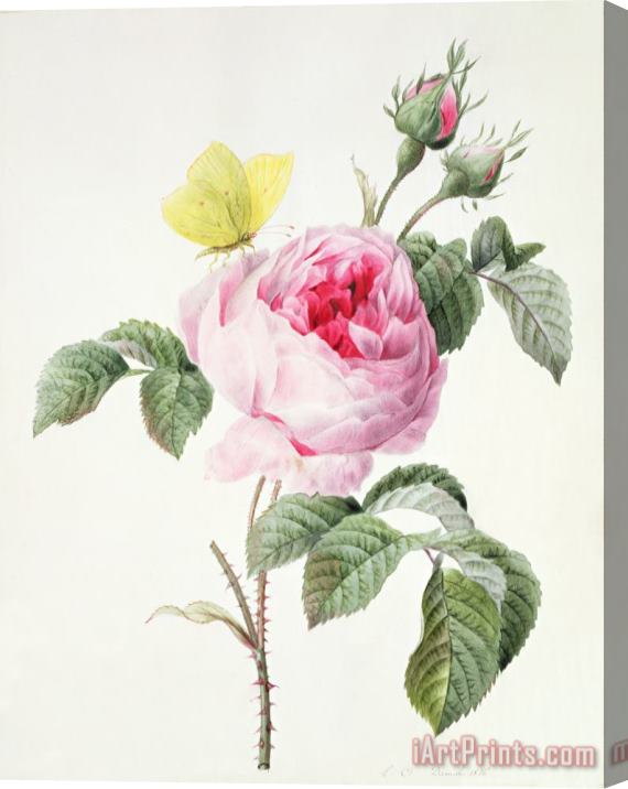 Louise DOrleans Pink rose with buds and a brimstone butterfly Stretched Canvas Print / Canvas Art