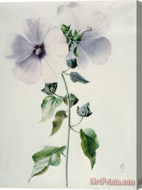 Marie-Anne Musk Mallow Stretched Canvas Print / Canvas Art
