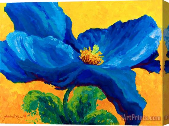 Marion Rose Blue Poppy Stretched Canvas Print / Canvas Art