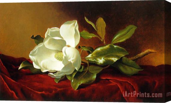 Martin Johnson Heade A Magnolia on Red Velvet Stretched Canvas Painting / Canvas Art