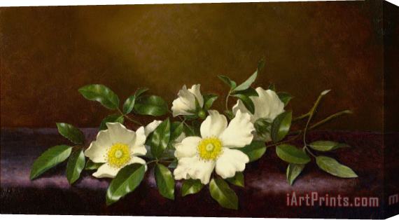 Martin Johnson Heade Cherokee Roses on a Purple Cloth Stretched Canvas Painting / Canvas Art