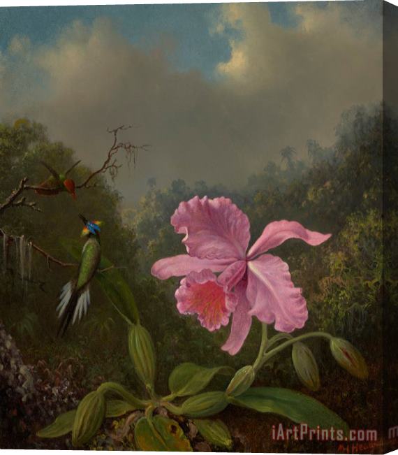 Martin Johnson Heade Fighting Hummingbirds with Pink Orchid Stretched Canvas Painting / Canvas Art