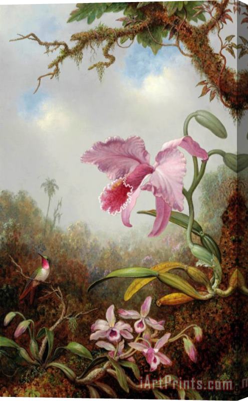 Martin Johnson Heade Hummingbird And Two Types of Orchids Stretched Canvas Painting / Canvas Art