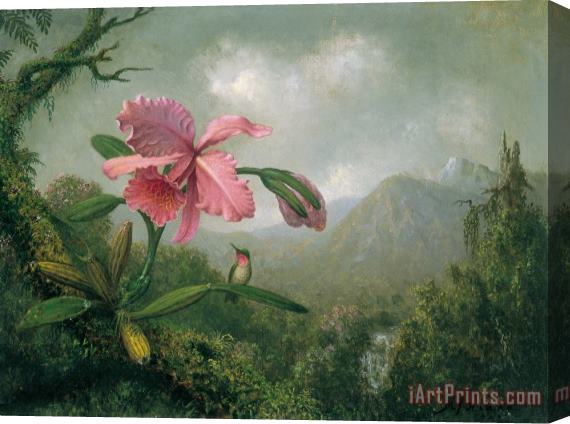 Martin Johnson Heade orchid and hummingbird near a mountain waterfall Stretched Canvas Painting / Canvas Art