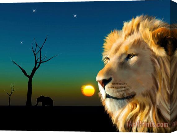 Michael Greenaway Lion Blue Sunset Stretched Canvas Print / Canvas Art