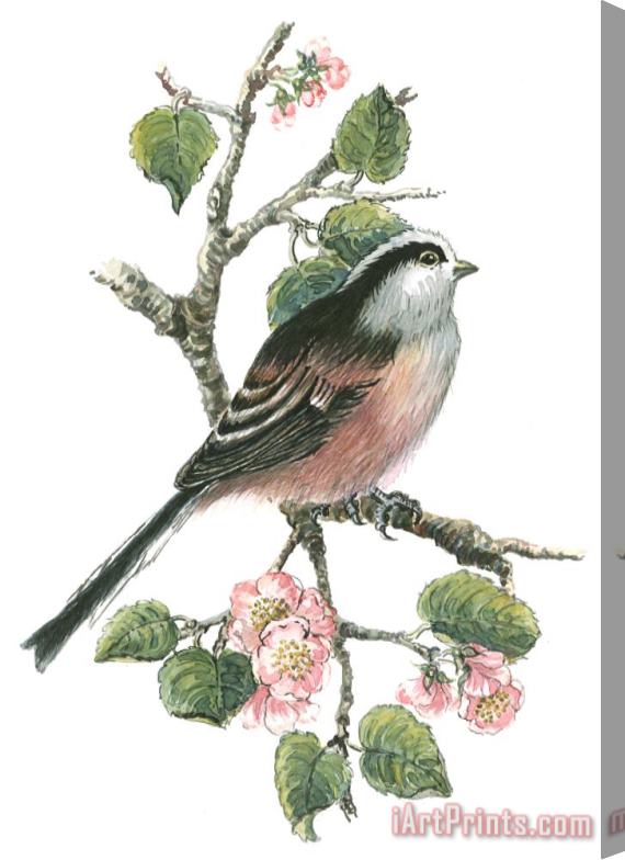 Nell Hill Long Tailed Tit And Cherry Blossom Stretched Canvas Print / Canvas Art