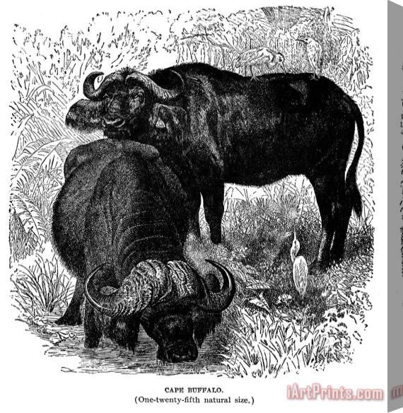 Others African Buffalo Stretched Canvas Painting / Canvas Art