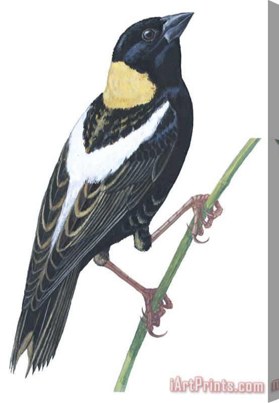 Others Bobolink Stretched Canvas Print / Canvas Art