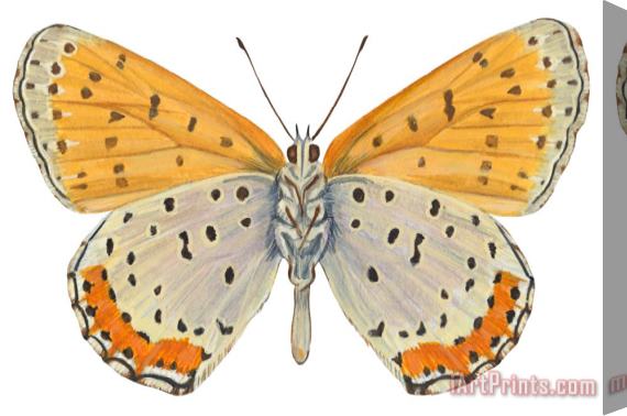 Others Bronze Copper Butterfly Stretched Canvas Print / Canvas Art